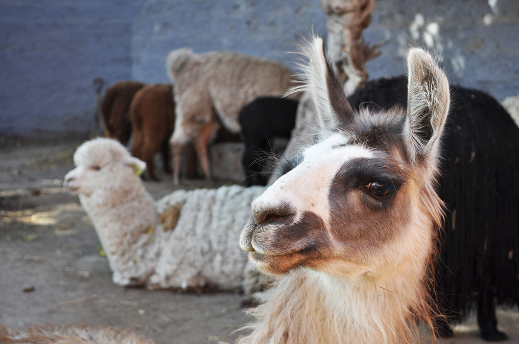 Mundi Alpaca - Arequipa - Road trip au Pérou