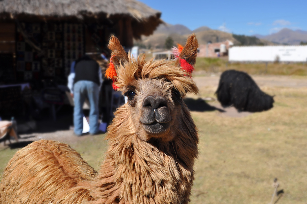 Puno à Cuzco - Road trip Pérou