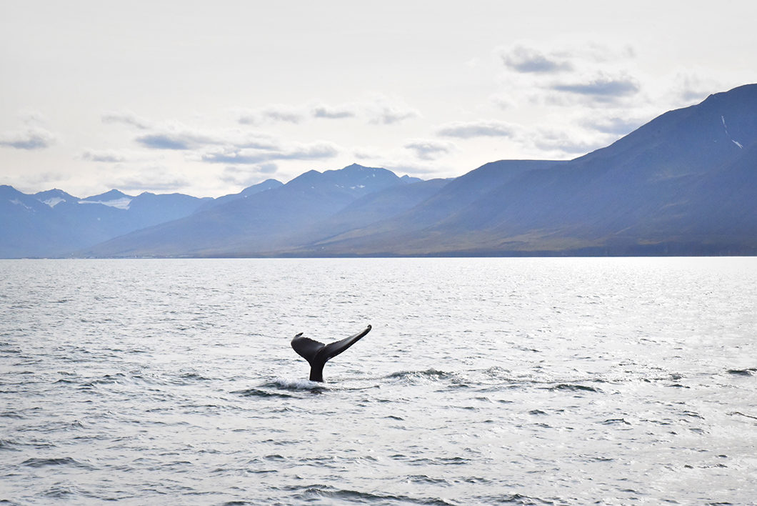 Baleines en Islande