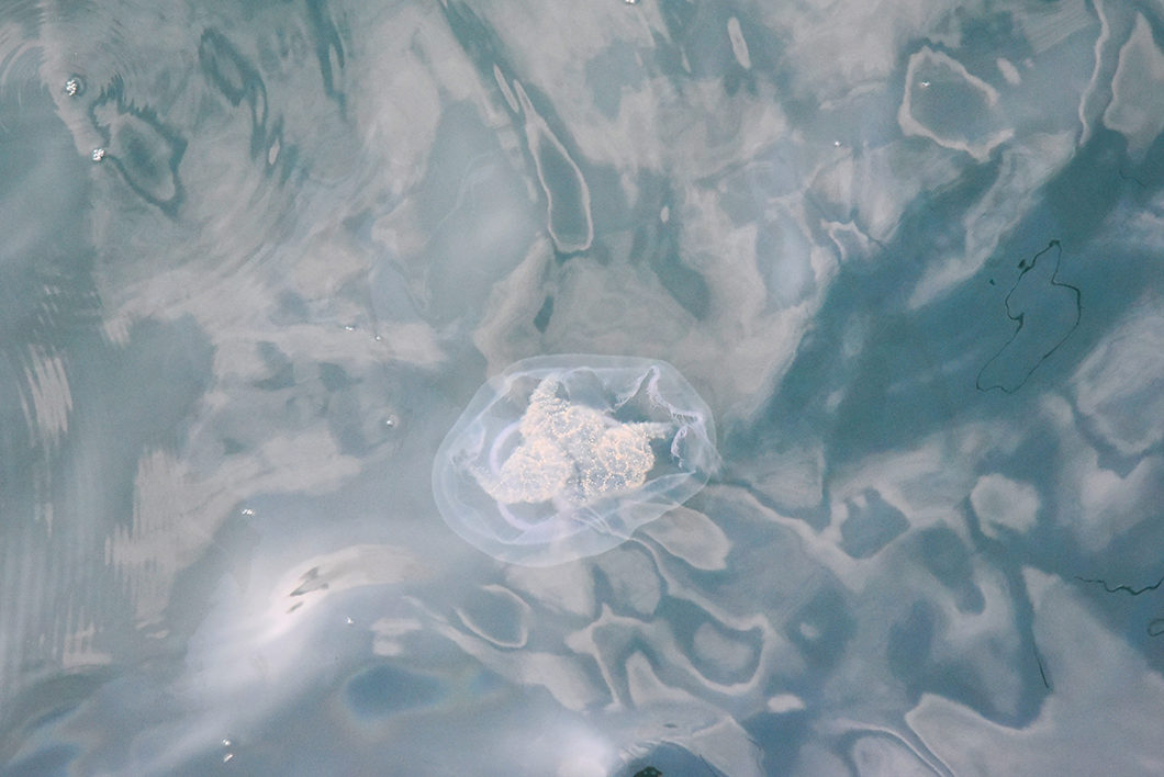 Méduse dans la mer du Groenland