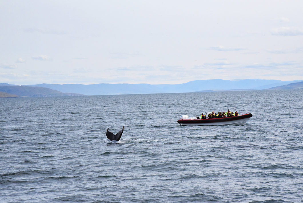 Voir les baleines en Islande