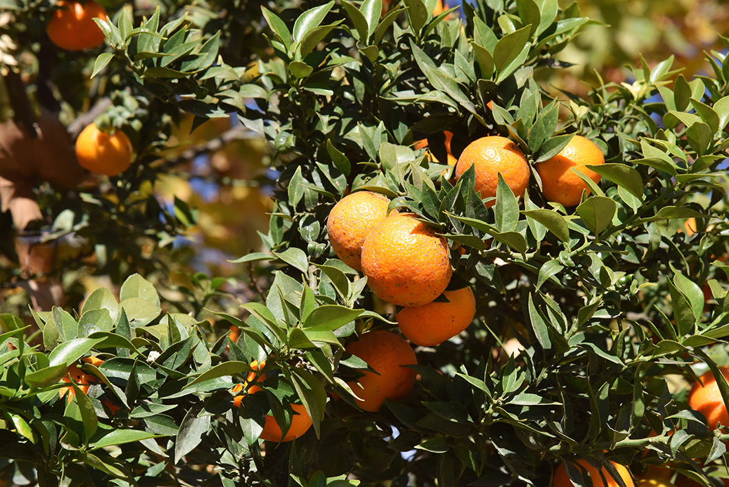 Orangers du Parc Maria Luisa