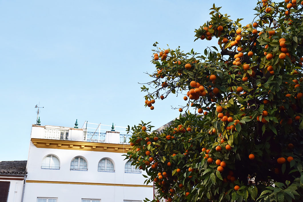 Les orangers de Séville