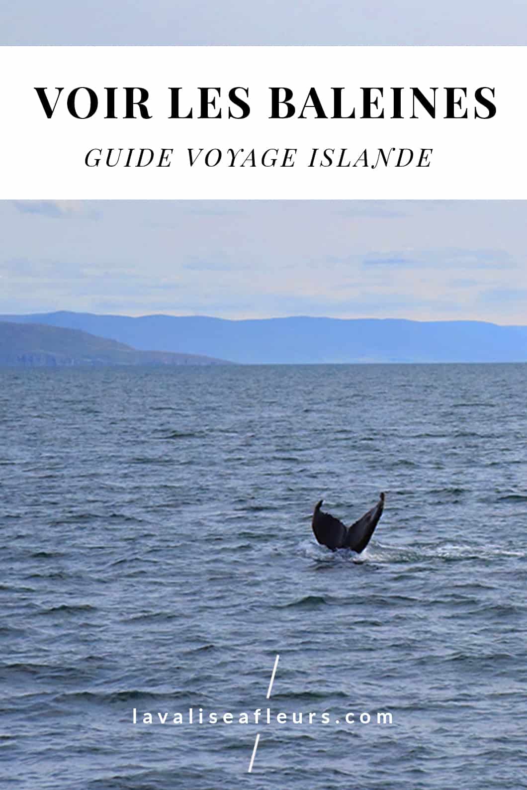 Où voir des baleines en Islande ? Notre guide voyage