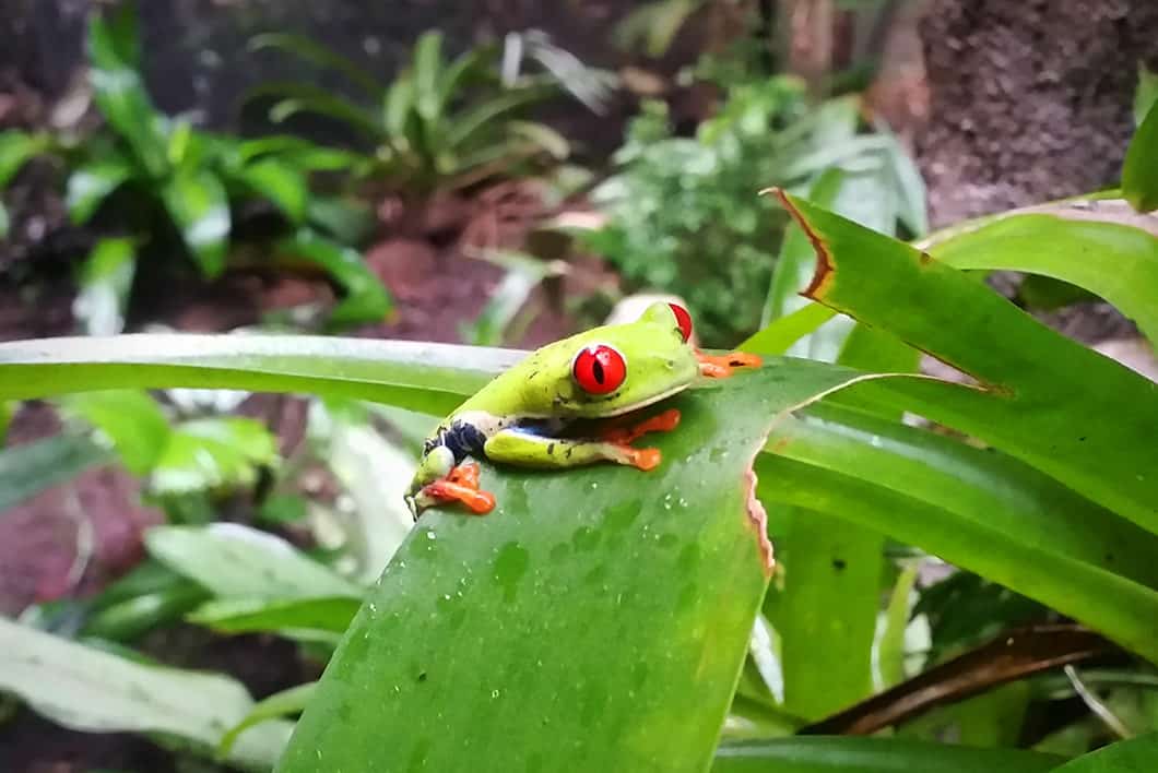 Rencontrer les animaux de Tortuguero au Costa Rica
