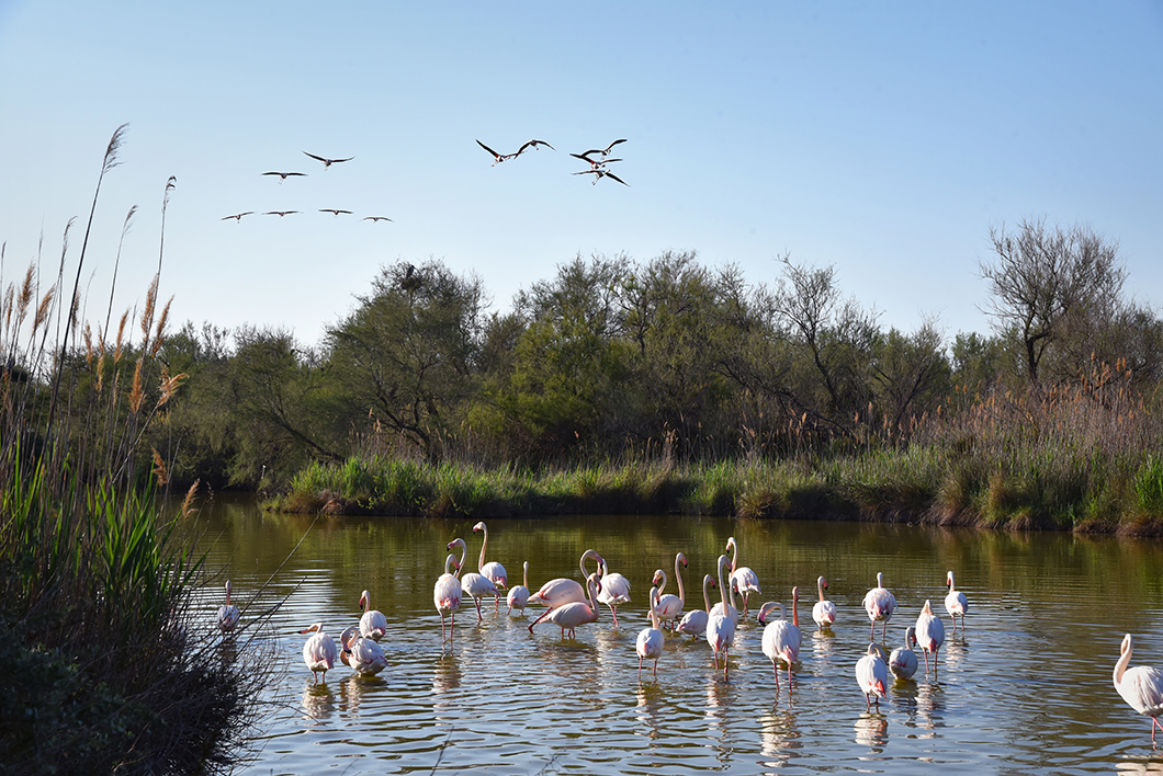 Parc ornithologique de Pont-de-Gau - Un week end en Camargue