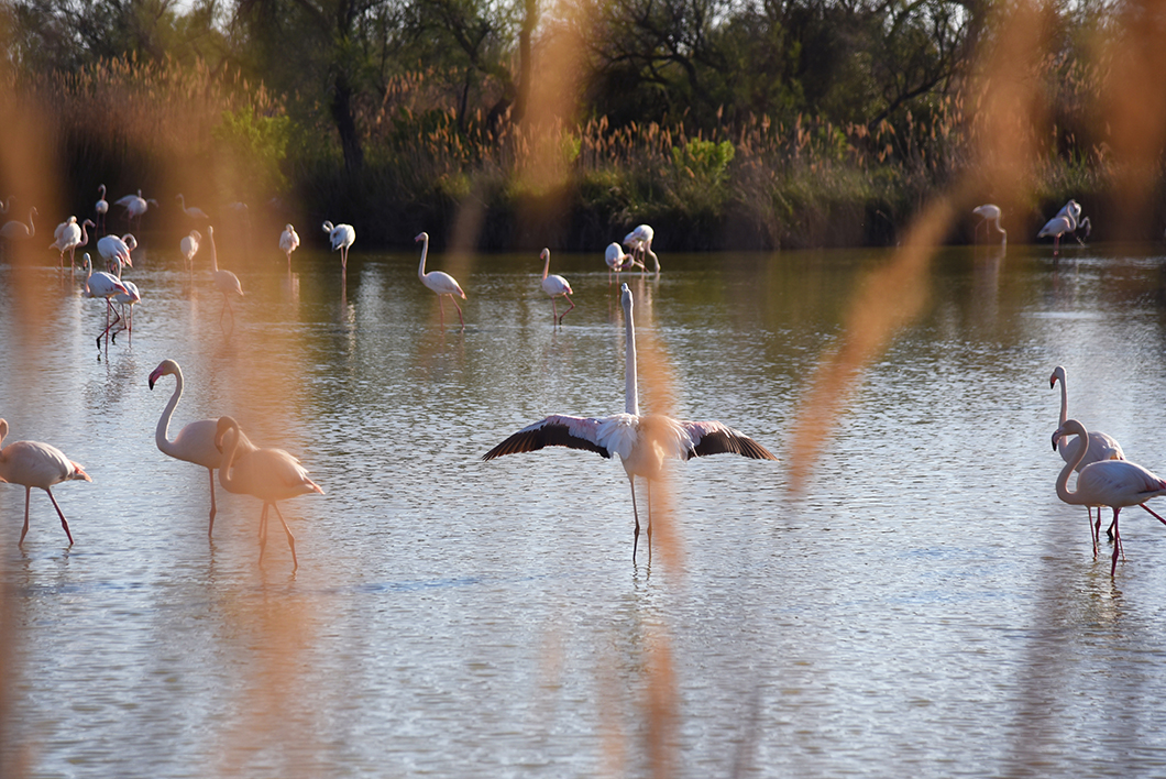 Voir des flamants roses en Camargue, Parc ornithologique de Pont-de-Gau
