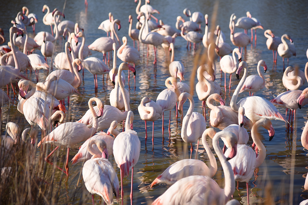 Parc ornithologique de Pont-de-Gau, visite incontournable en Camargue