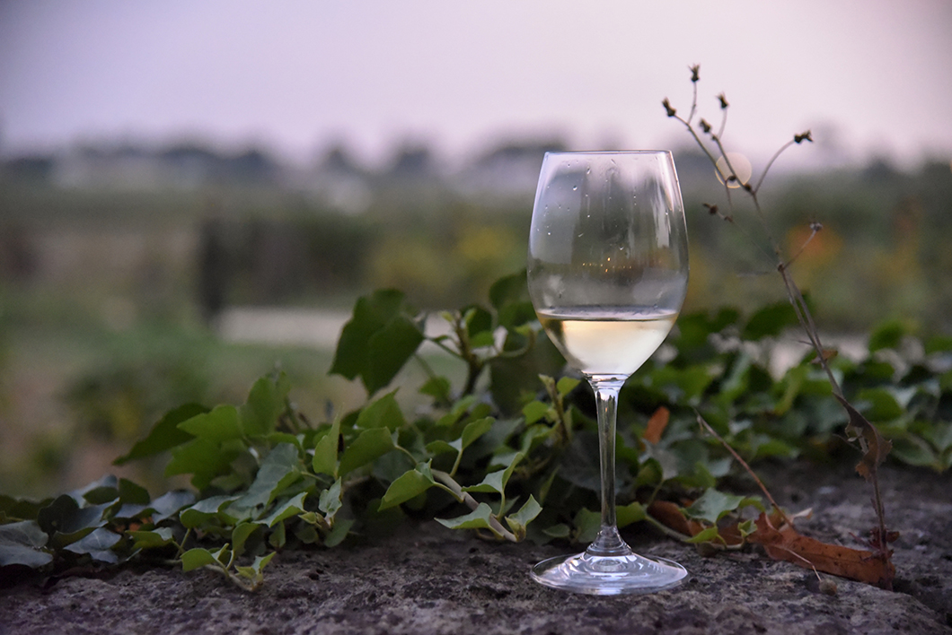 Dégustation de vin au Château Guiraud - Route des Vins de Bordeaux en Graves et Sauternes