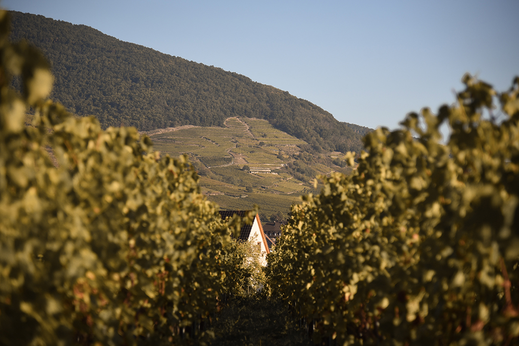 Domaine Christian Binner - route des vins d'Alsace