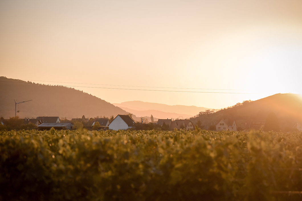 Domaine Achillée - route des vins d'Alsace