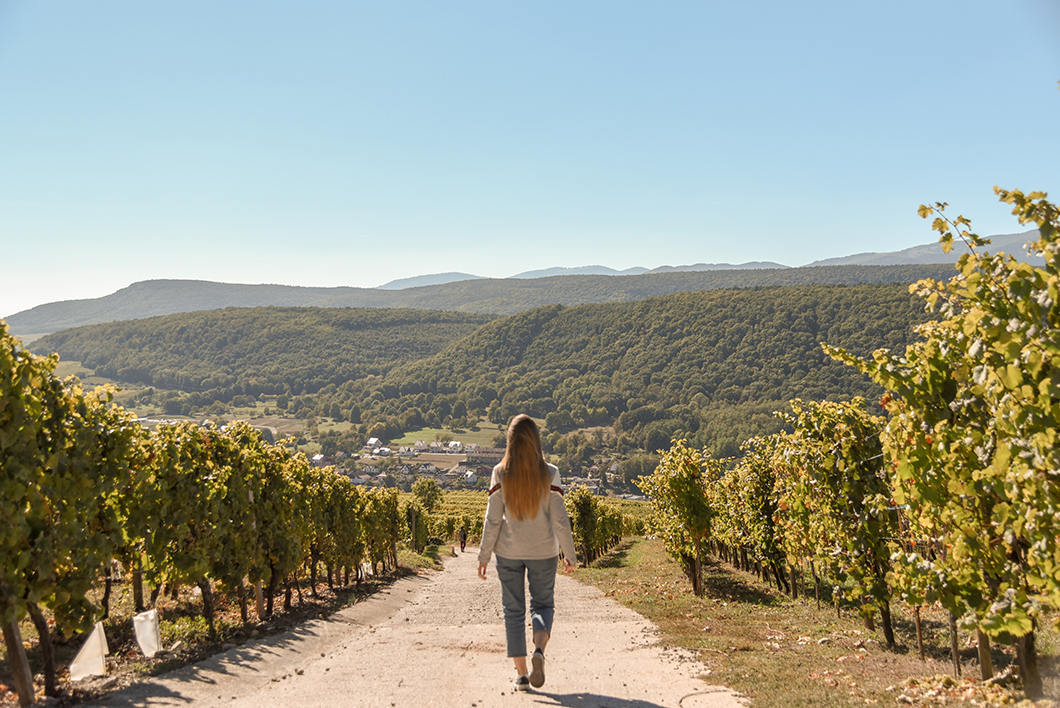 Repas dans les vignes - route des vins d'Alsace