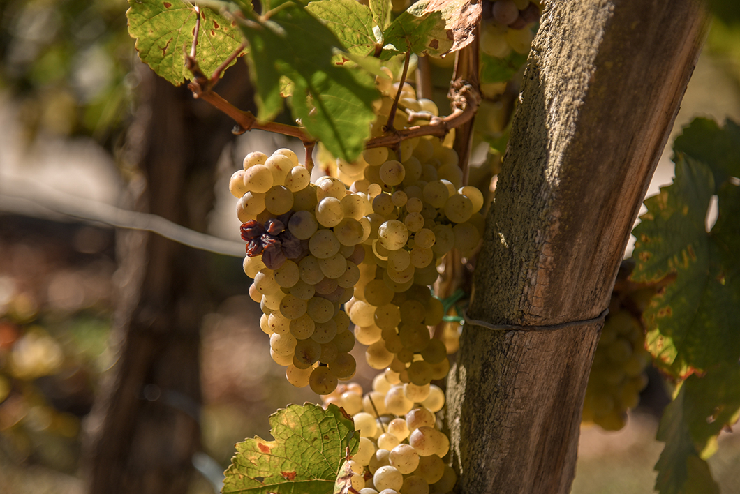 Repas dans les vignes - route des vins d'Alsace