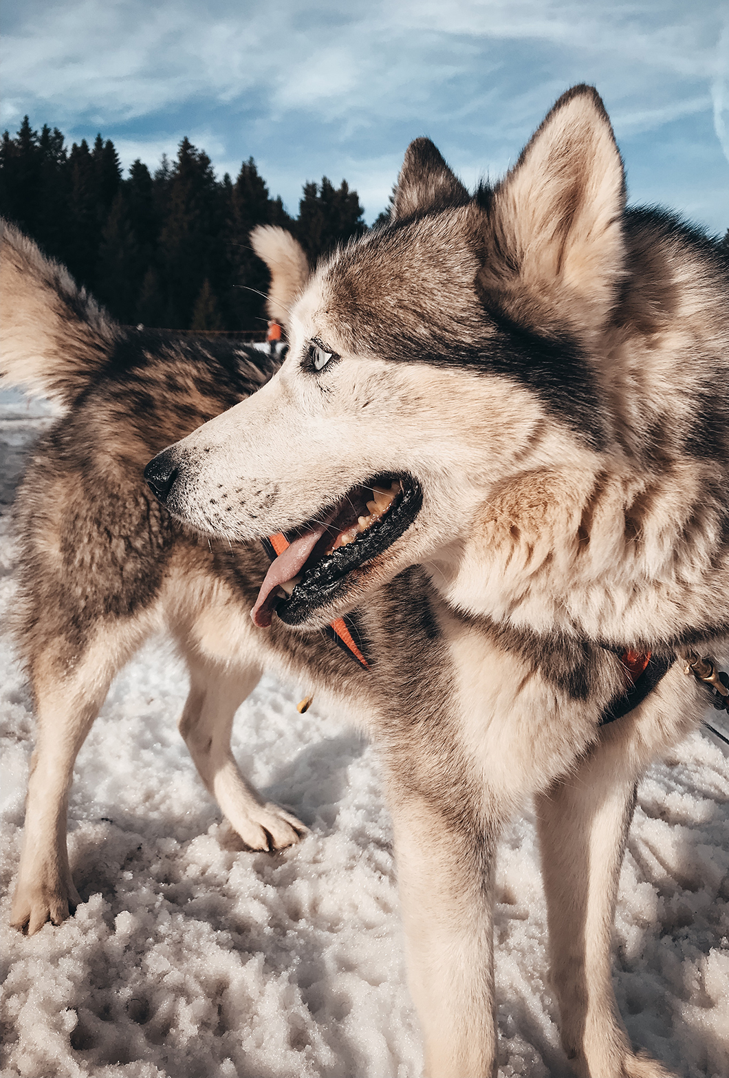 Balade en chien de traineau - Activité insolite dans les Alpes
