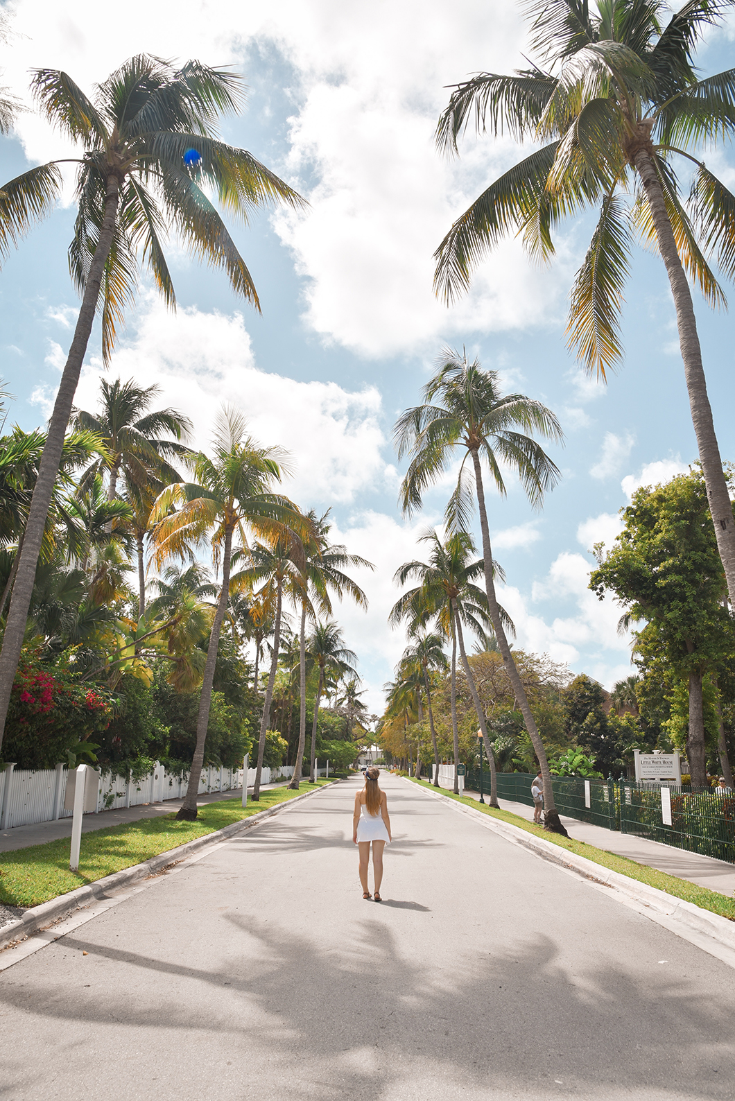 Les palmiers de Key West