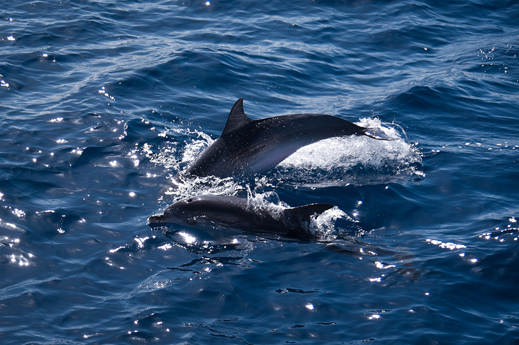 excursion en mer pour rencontrer les dauphins