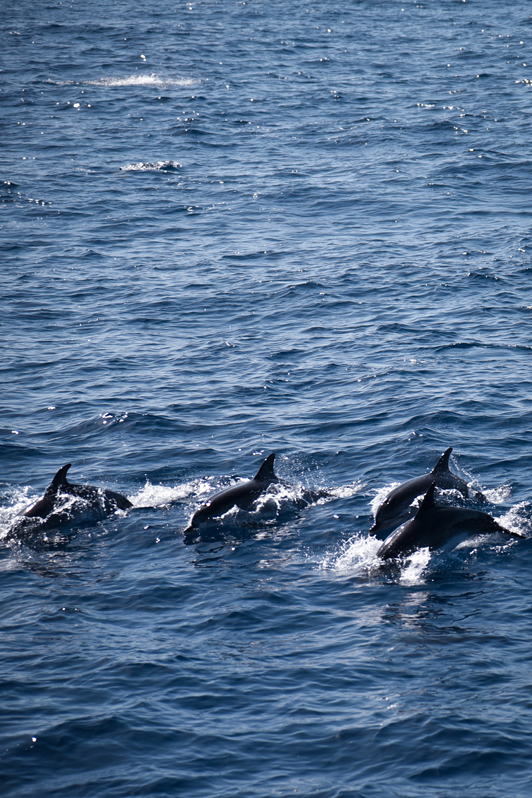 Spirit of the Sea, balade en bateau pour voir les dauphins à Grande Canarie