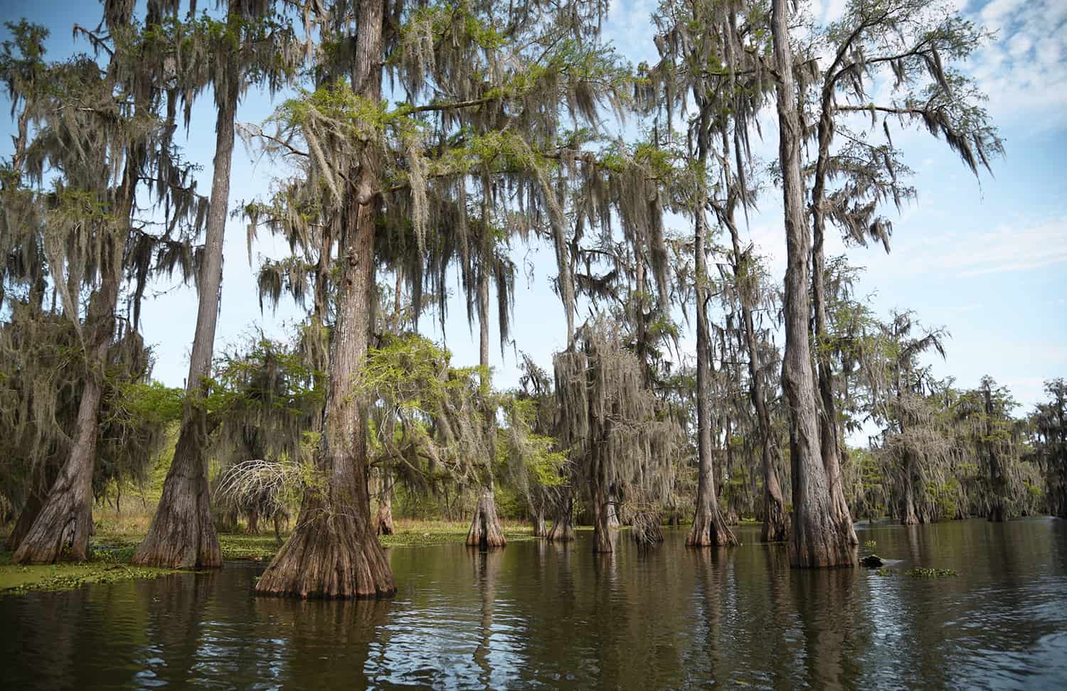 paysage du bayou de louisiane