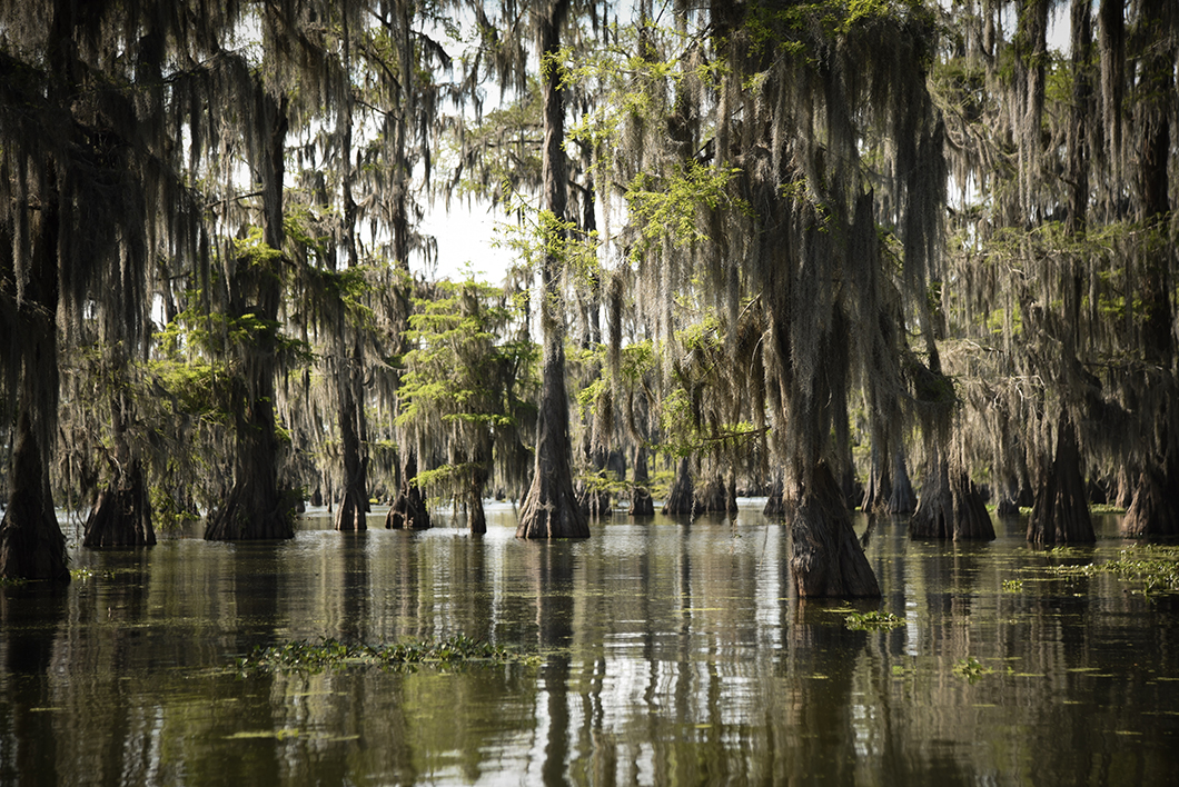 Balade en bateau avec Cajun Country Swamp Tours