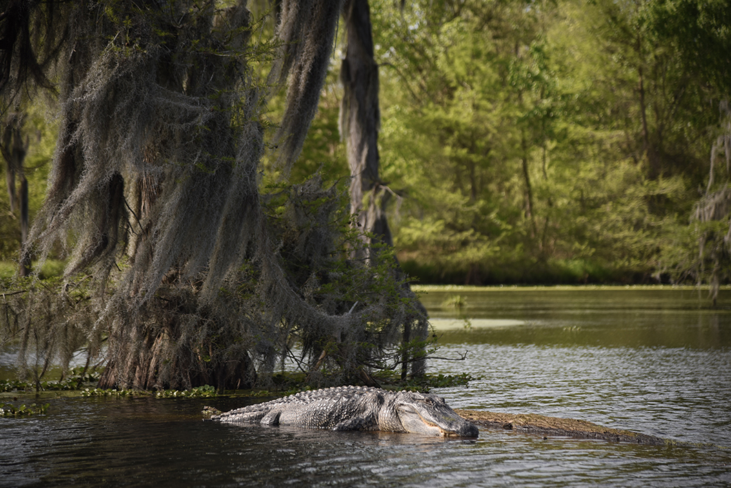 Crocodiles au Lac Martin en Louisiane
