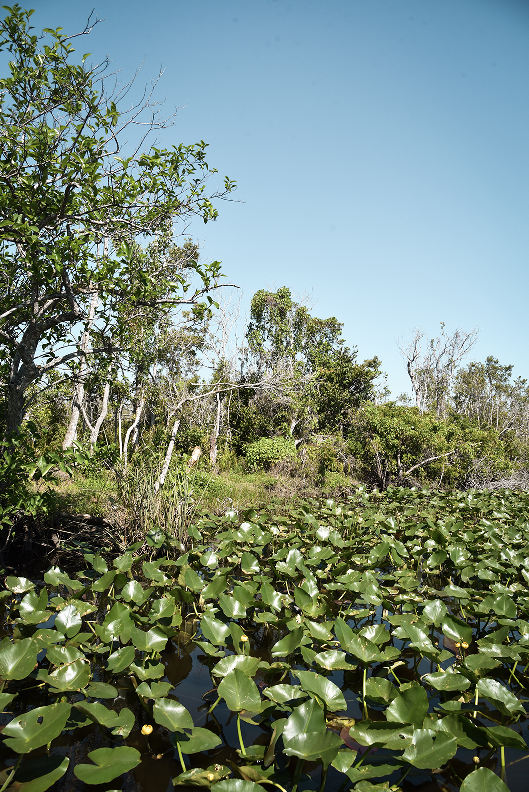 Que faire dans le Parc des Everglades ? Visiter en bateau