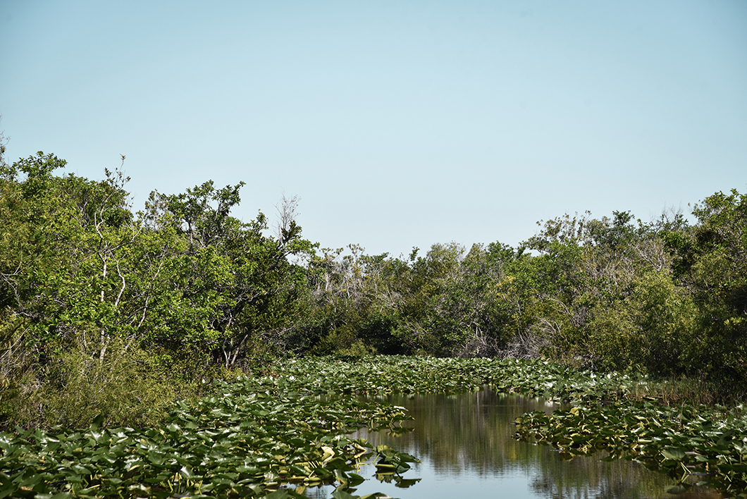 Que faire lors d'une journée dans les Everglades ? balade en airboat