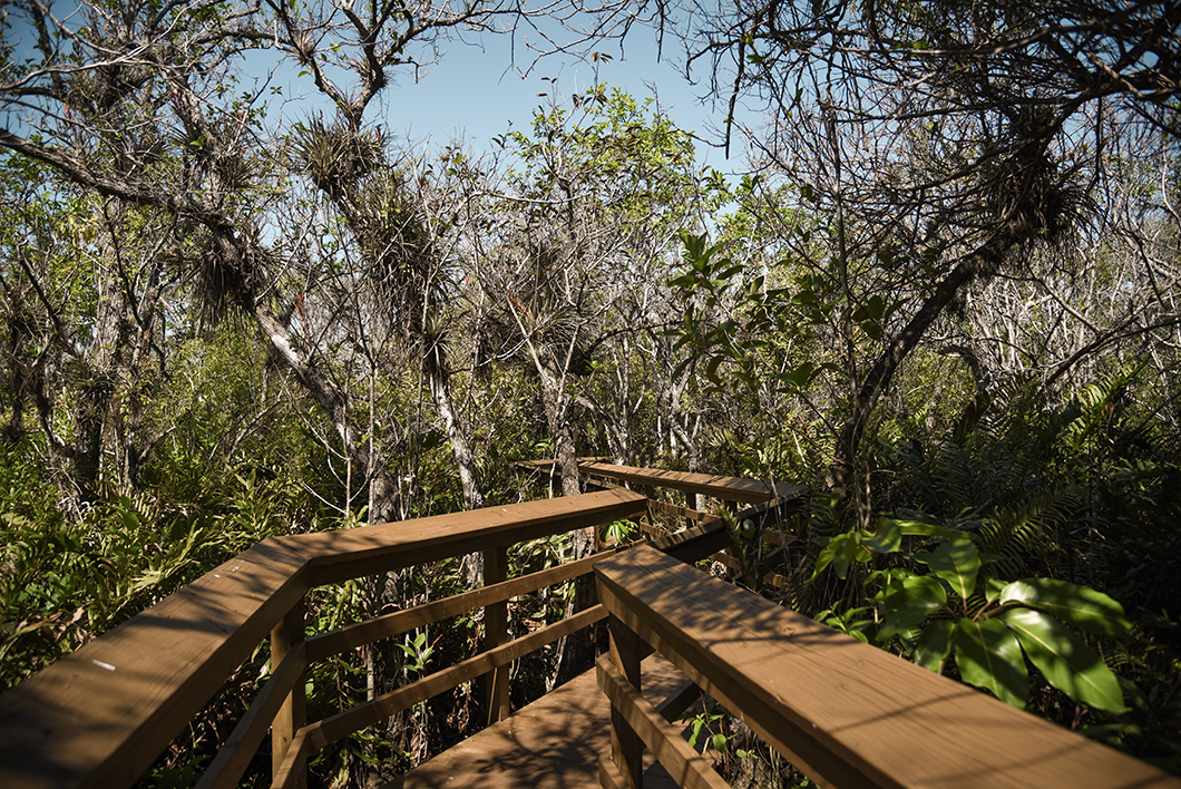 Où randonner dans le parc des Everglades ?