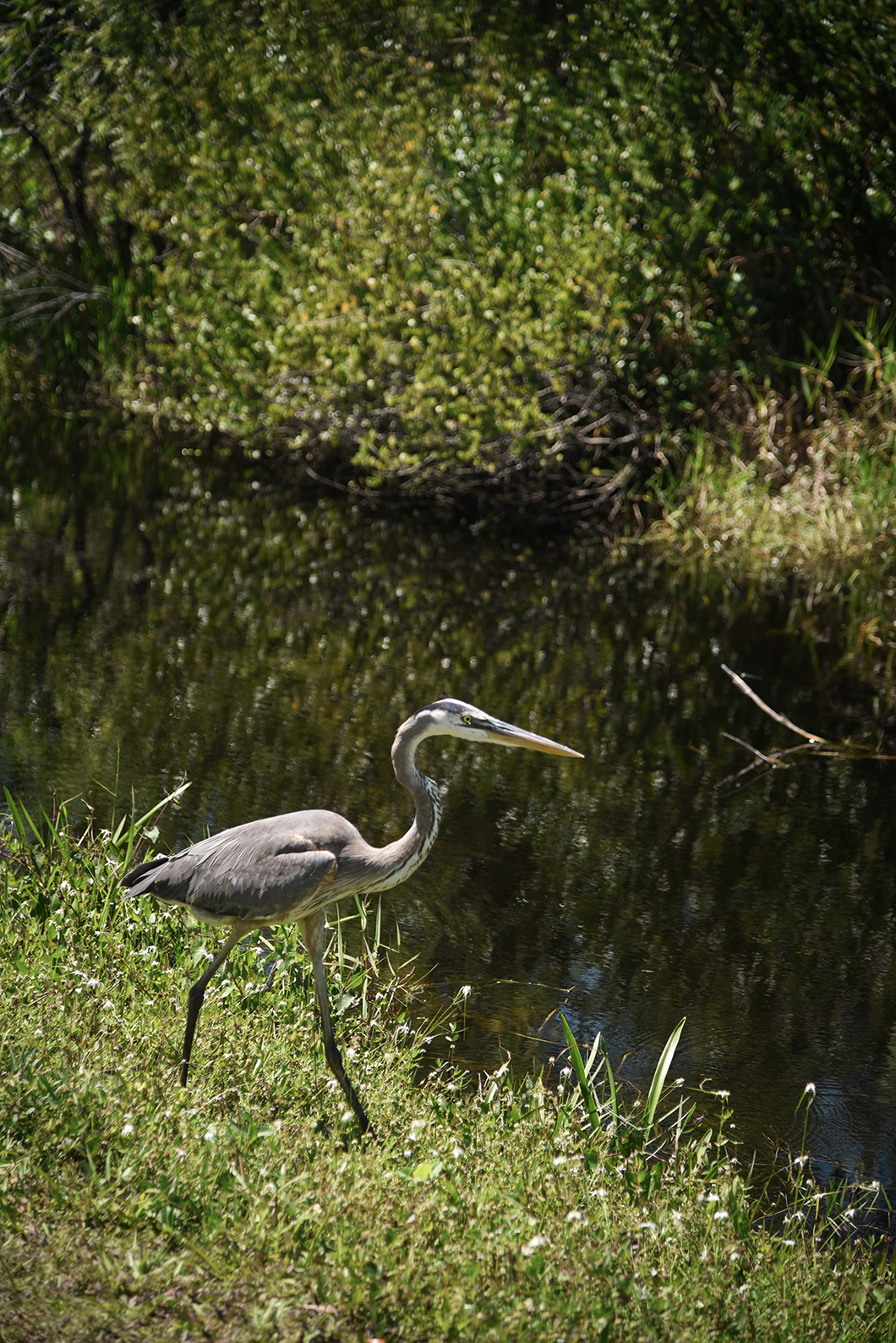 Observer les oiseaux du parc des Everglades en Floride