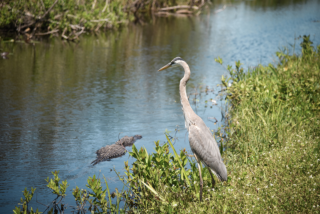Où observer les animaux dans le parc des Everglades ? La Shark Valley