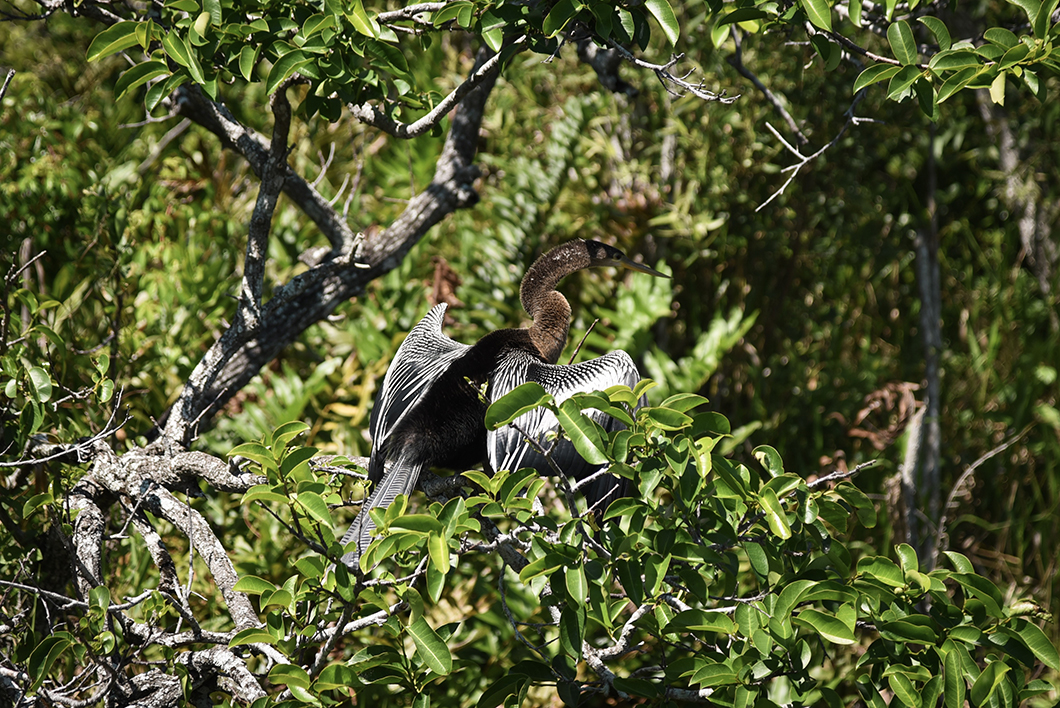 Les oiseaux du Bobcar Broadwalk Trail aux Everglades