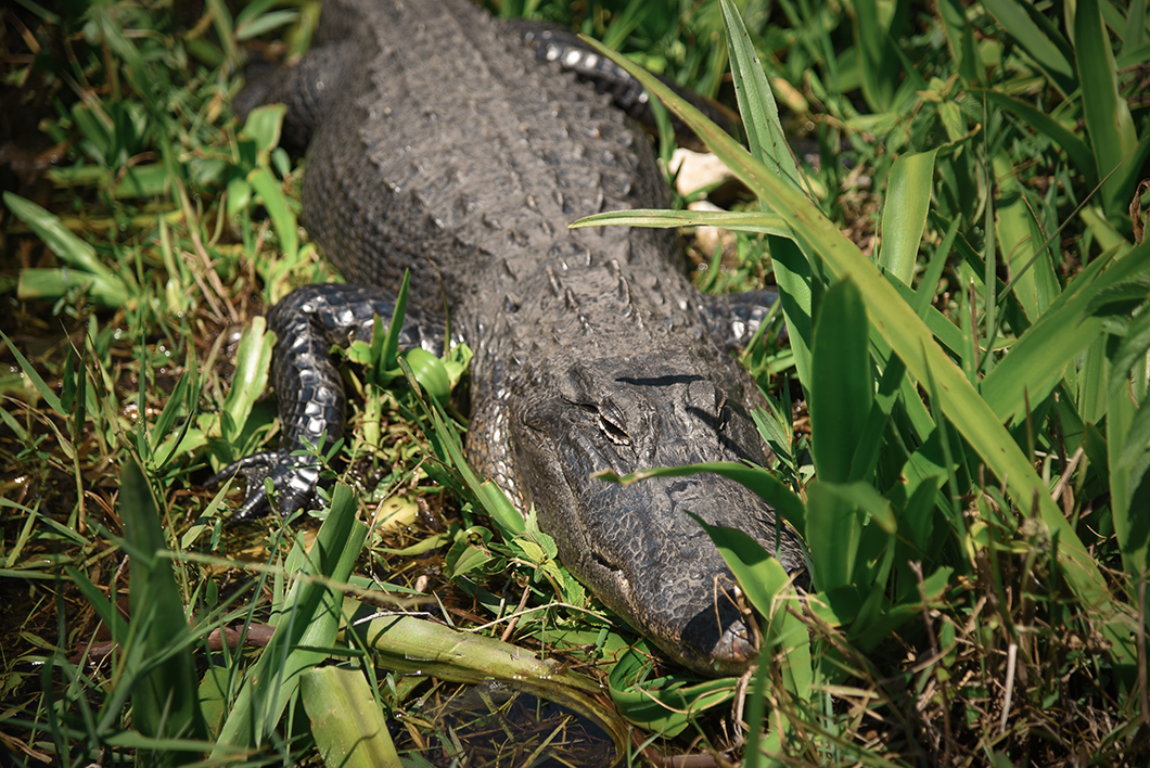 Crocodile au parc des Everglades en Floride