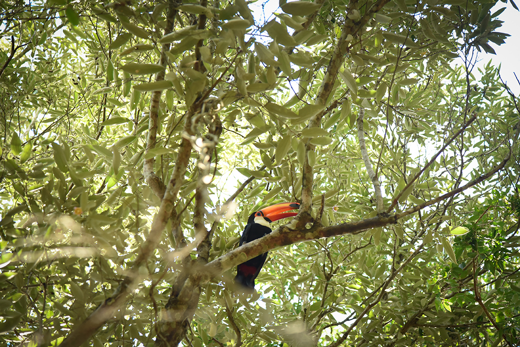 Toucan à Iguazu