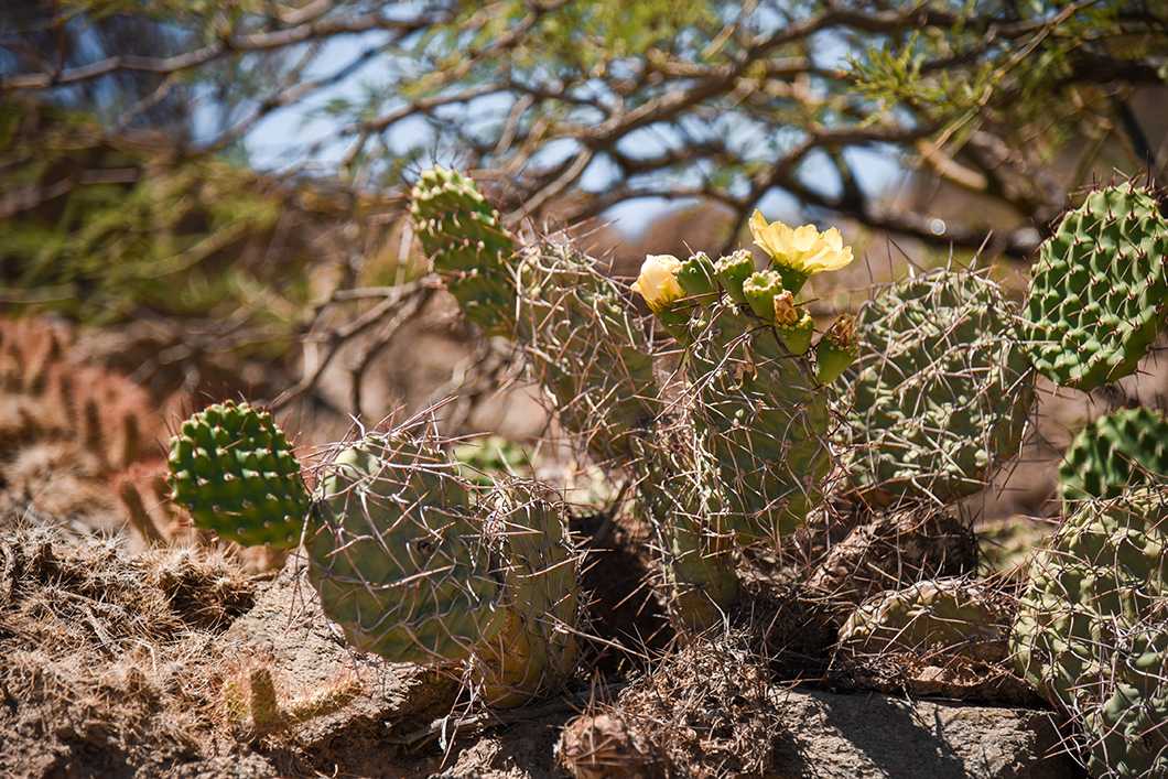 Cactus dans les Vallées Calchaquies