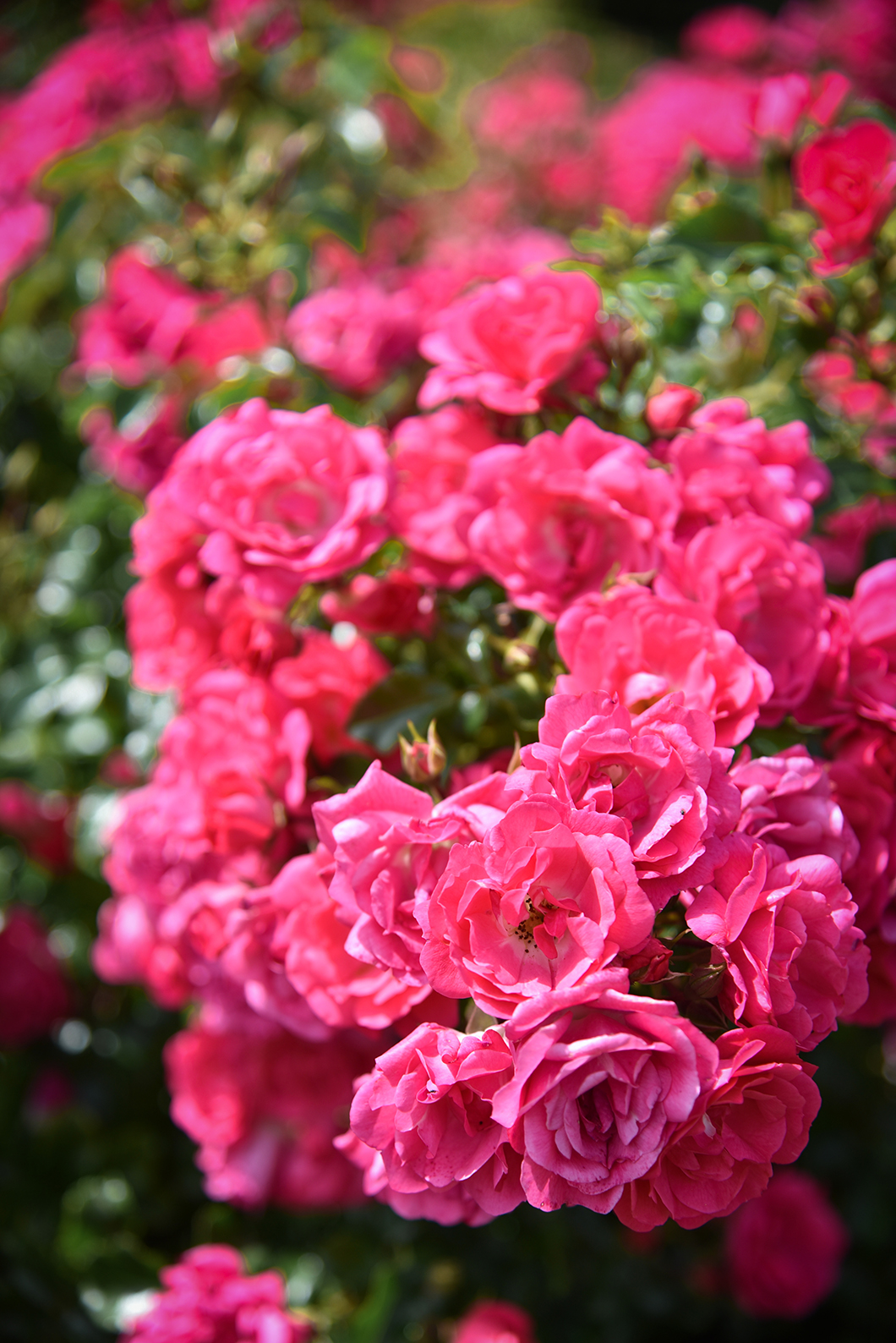 Les belles fleurs du jardin des personnalités à Honfleur