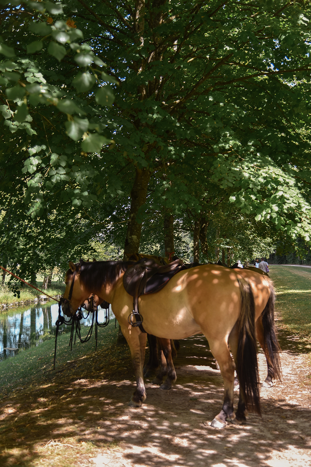 Que faire à Chantilly ? Découvrir la forêt à cheval