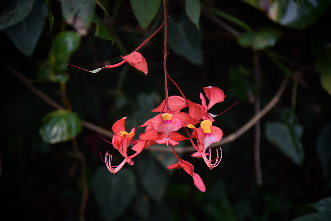 Les fleurs tropicales du Jardin d’eau de Vaipahi