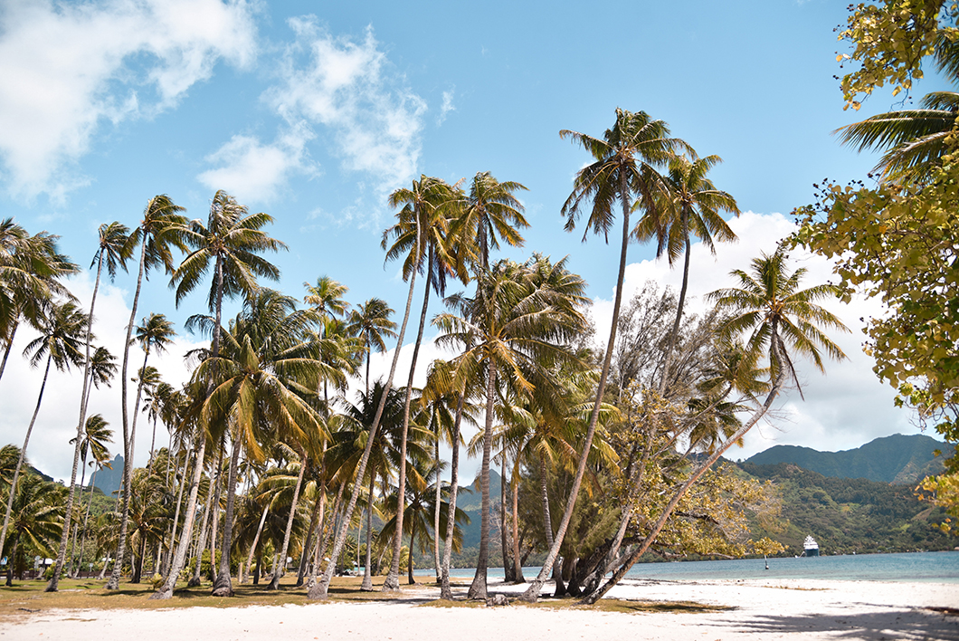 La plage de Ta'ahiamanu et ses nombreux palmiers à Moorea