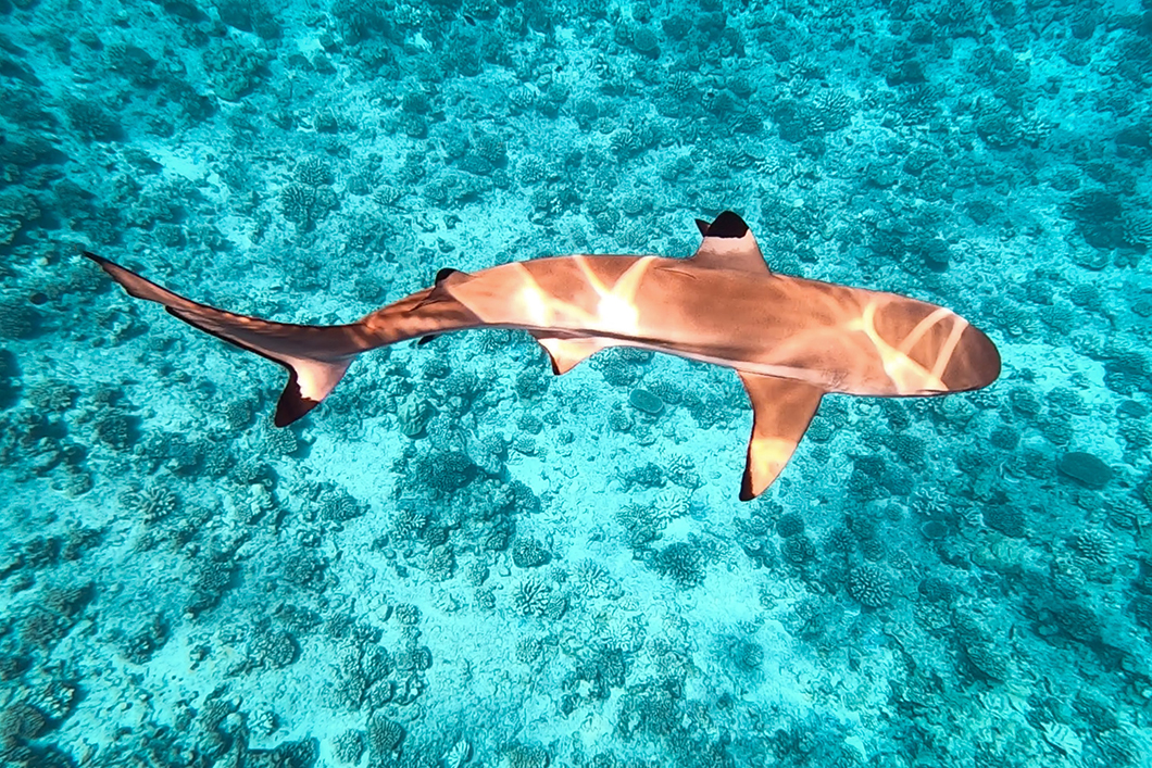 Snorkeling avec les requins à Bora Bora