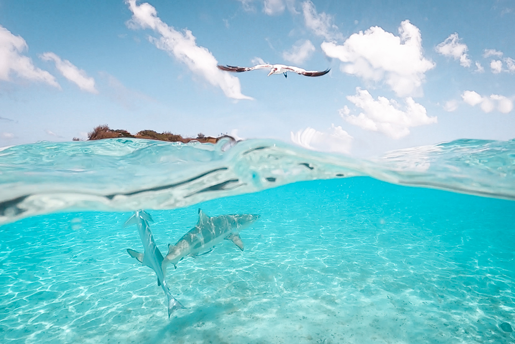 Nager avec les raies et requins à Bora Bora