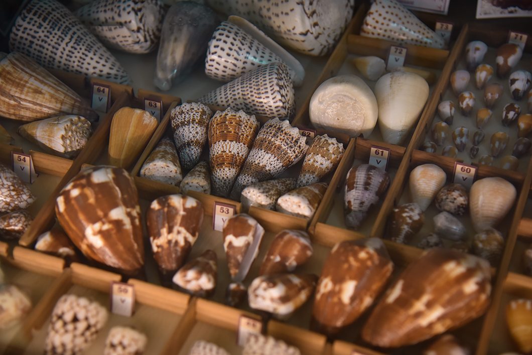 Visiter le musée du coquillage, visite incontournable à Huahine