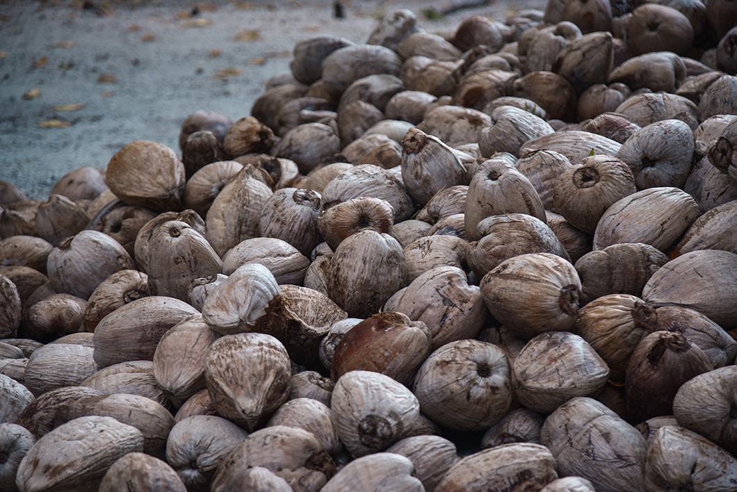 Les noix de coco de Maupiti