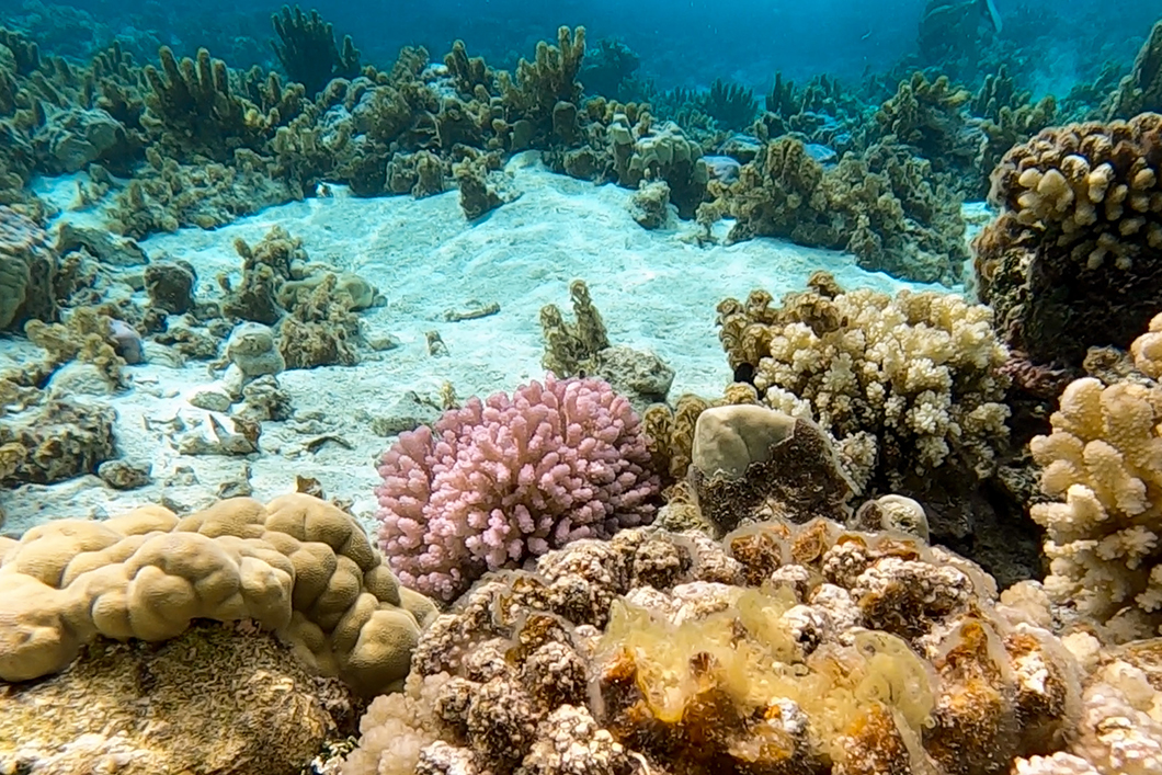 Découvrir le jardin de corail de Maupiti