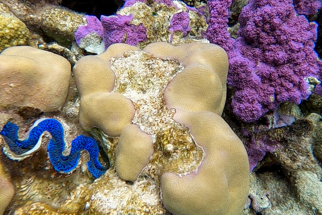 Visiter le jardin de corail, activité à faire à Maupiti