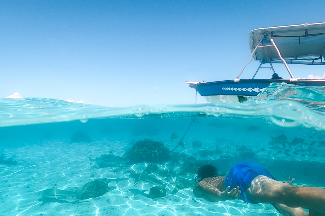 Snorkeling avec les requins à Taha’a