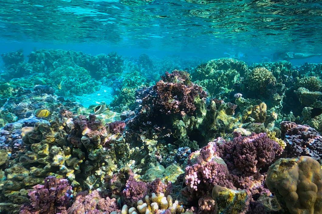 Découvrir le jardin de corail incontournable à Taha’a