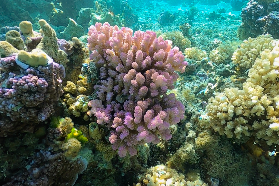 Snorkeling dans le jardin de corail de Taha’a