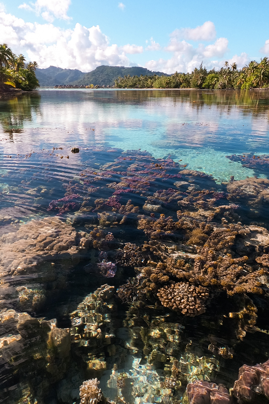 Jardin de corail du Taha'a Island Resort and Spa, incontournable à faire à Taha’a