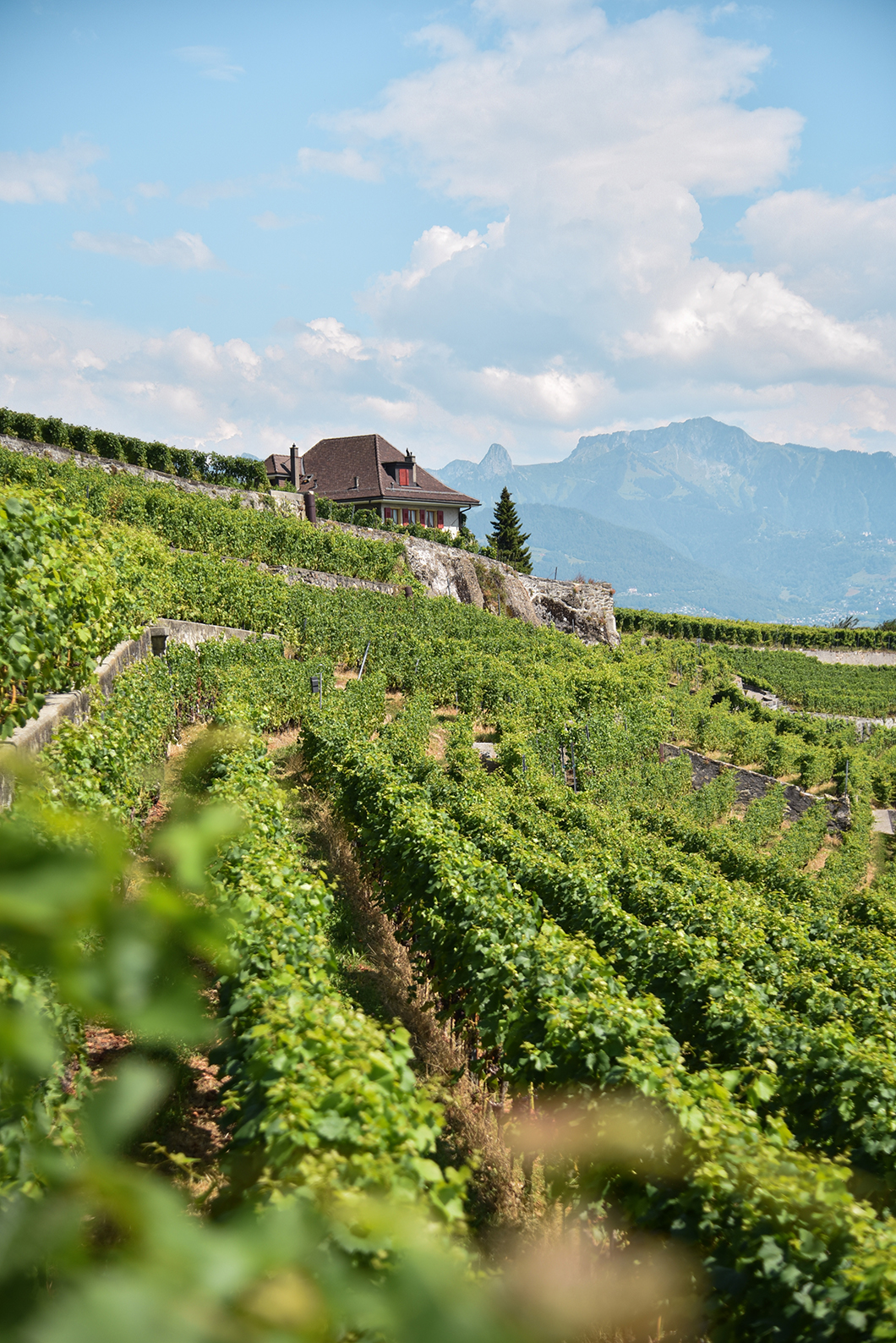 Les vignobles en terrasse de Lavaux, visite incontournables au Lac Léman