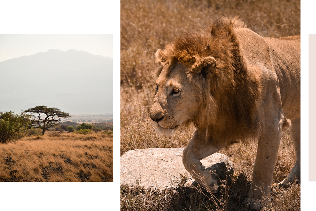 Où faire un safari en Tanzanie