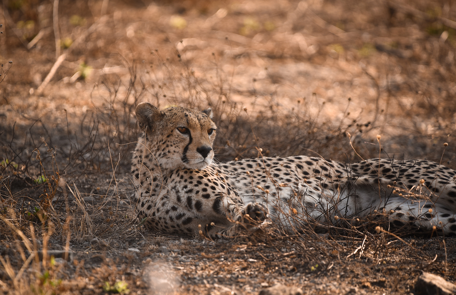 Guide de 10 jours de safari en Tanzanie